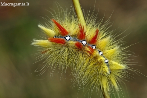 Klevinis strėlinukas - Acronicta aceris, vikšras | Fotografijos autorius : Gintautas Steiblys | © Macrogamta.lt | Šis tinklapis priklauso bendruomenei kuri domisi makro fotografija ir fotografuoja gyvąjį makro pasaulį.