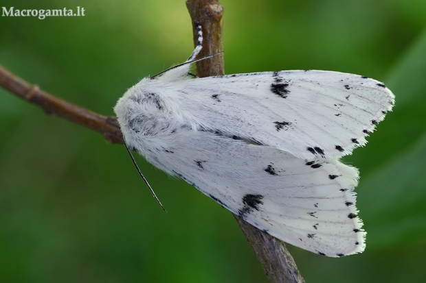 Baltasis strėlinukas - Acronicta leporina | Fotografijos autorius : Gintautas Steiblys | © Macrogamta.lt | Šis tinklapis priklauso bendruomenei kuri domisi makro fotografija ir fotografuoja gyvąjį makro pasaulį.