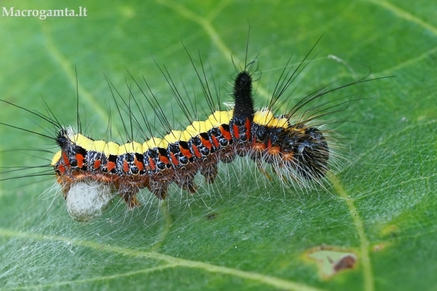 Pilkasis strėlinukas - Acronicta psi, vikšras | Fotografijos autorius : Gintautas Steiblys | © Macrogamta.lt | Šis tinklapis priklauso bendruomenei kuri domisi makro fotografija ir fotografuoja gyvąjį makro pasaulį.