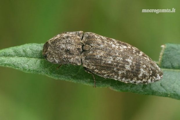 Kanapėtasis spragšis - Agrypnus murinus  | Fotografijos autorius : Gintautas Steiblys | © Macrogamta.lt | Šis tinklapis priklauso bendruomenei kuri domisi makro fotografija ir fotografuoja gyvąjį makro pasaulį.