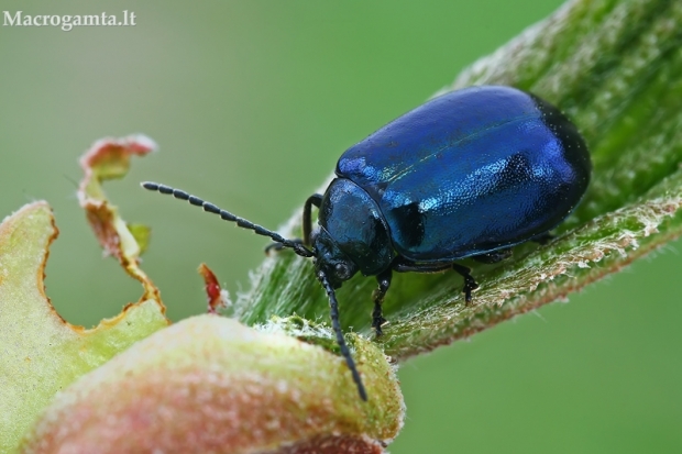 Mėlynasis alksniagraužis - Agelastica alni | Fotografijos autorius : Gintautas Steiblys | © Macrogamta.lt | Šis tinklapis priklauso bendruomenei kuri domisi makro fotografija ir fotografuoja gyvąjį makro pasaulį.