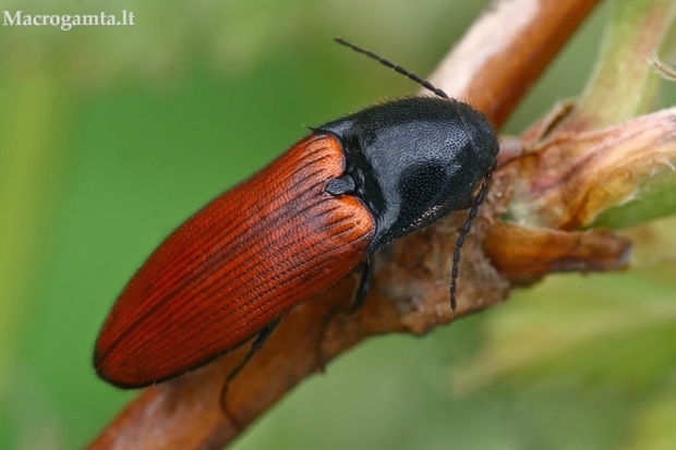 Kelmaspragšis - Ampedus pomorum  | Fotografijos autorius : Gintautas Steiblys | © Macrogamta.lt | Šis tinklapis priklauso bendruomenei kuri domisi makro fotografija ir fotografuoja gyvąjį makro pasaulį.