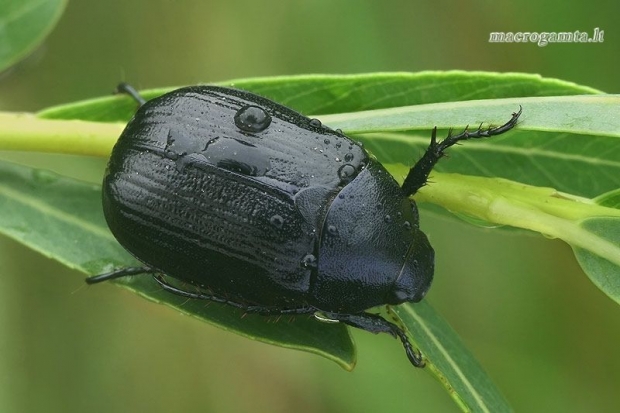 Žiedinis grambuolys - Anomala dubia  | Fotografijos autorius : Gintautas Steiblys | © Macrogamta.lt | Šis tinklapis priklauso bendruomenei kuri domisi makro fotografija ir fotografuoja gyvąjį makro pasaulį.