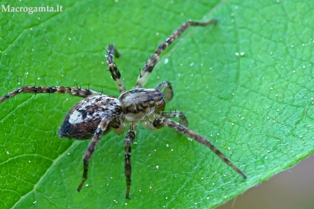 Miškinis gležnavoris - Anyphaena accentuata | Fotografijos autorius : Gintautas Steiblys | © Macrogamta.lt | Šis tinklapis priklauso bendruomenei kuri domisi makro fotografija ir fotografuoja gyvąjį makro pasaulį.