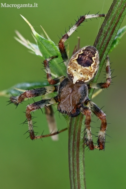 Keturdėmis kryžiuotis - Araneus quadratus, patinas  | Fotografijos autorius : Gintautas Steiblys | © Macrogamta.lt | Šis tinklapis priklauso bendruomenei kuri domisi makro fotografija ir fotografuoja gyvąjį makro pasaulį.