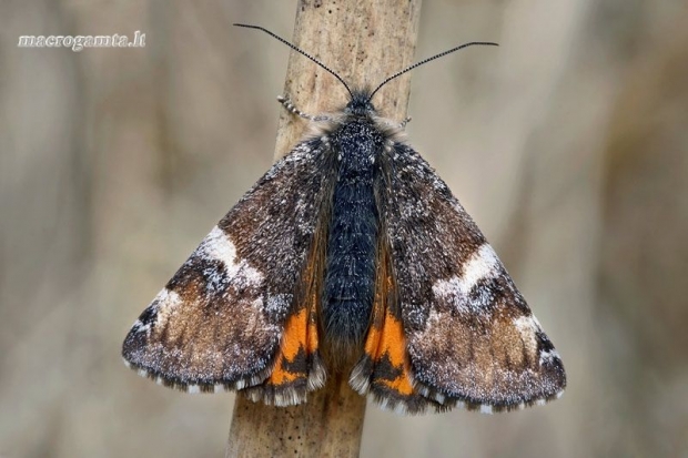 Paprastasis pavasarinukas - Archiearis parthenias  | Fotografijos autorius : Gintautas Steiblys | © Macrogamta.lt | Šis tinklapis priklauso bendruomenei kuri domisi makro fotografija ir fotografuoja gyvąjį makro pasaulį.