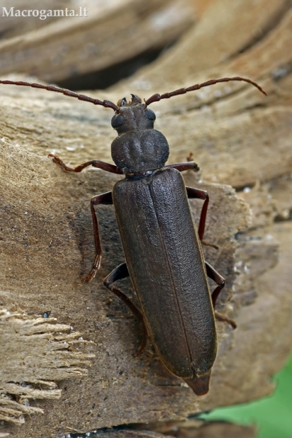 Rudasis gaisrasekis - Arhopalus rusticus | Fotografijos autorius : Gintautas Steiblys | © Macrogamta.lt | Šis tinklapis priklauso bendruomenei kuri domisi makro fotografija ir fotografuoja gyvąjį makro pasaulį.