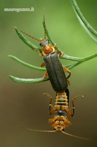 Minkštavabaliai - Cantaris pellucida  | Fotografijos autorius : Gintautas Steiblys | © Macrogamta.lt | Šis tinklapis priklauso bendruomenei kuri domisi makro fotografija ir fotografuoja gyvąjį makro pasaulį.