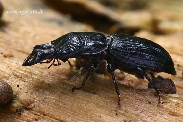 Šiaurinis elniavabalis - Ceruchus chrysomelinus, patinas  | Fotografijos autorius : Gintautas Steiblys | © Macrogamta.lt | Šis tinklapis priklauso bendruomenei kuri domisi makro fotografija ir fotografuoja gyvąjį makro pasaulį.