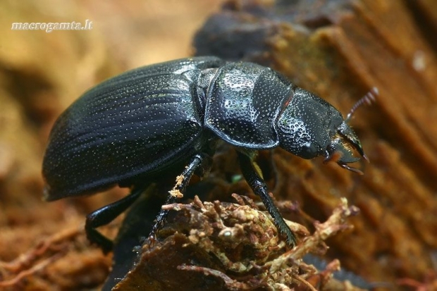 Šiaurinis elniavabalis - Ceruchus chrysomelinus, patelė  | Fotografijos autorius : Gintautas Steiblys | © Macrogamta.lt | Šis tinklapis priklauso bendruomenei kuri domisi makro fotografija ir fotografuoja gyvąjį makro pasaulį.