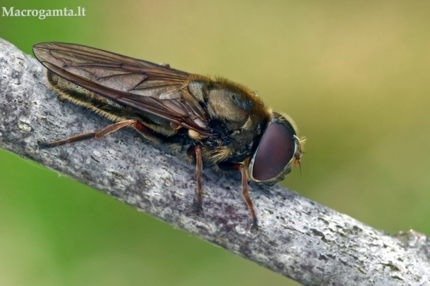 Žalutė - Cheilosia flavipes  | Fotografijos autorius : Gintautas Steiblys | © Macrogamta.lt | Šis tinklapis priklauso bendruomenei kuri domisi makro fotografija ir fotografuoja gyvąjį makro pasaulį.