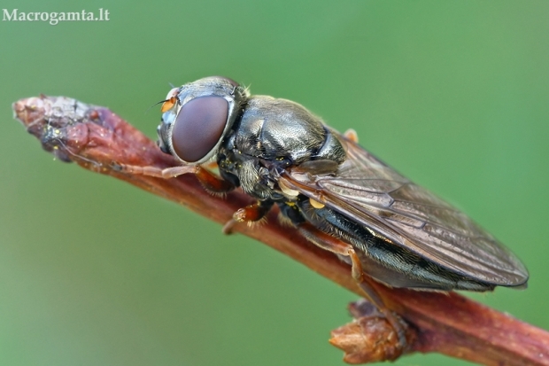 Žalutė - Cheilosia flavipes | Fotografijos autorius : Gintautas Steiblys | © Macrogamta.lt | Šis tinklapis priklauso bendruomenei kuri domisi makro fotografija ir fotografuoja gyvąjį makro pasaulį.