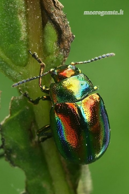 Notrelinis puošnys - Chrysolina fastuosa  | Fotografijos autorius : Gintautas Steiblys | © Macrogamta.lt | Šis tinklapis priklauso bendruomenei kuri domisi makro fotografija ir fotografuoja gyvąjį makro pasaulį.