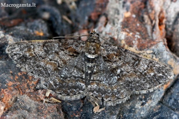 Pavasarinis žievėsprindis - Cleora cinctaria | Fotografijos autorius : Gintautas Steiblys | © Macrogamta.lt | Šis tinklapis priklauso bendruomenei kuri domisi makro fotografija ir fotografuoja gyvąjį makro pasaulį.