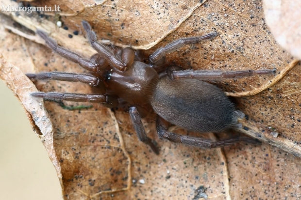 Miškinis glotniavoris - Haplodrassus silvestris | Fotografijos autorius : Gintautas Steiblys | © Macrogamta.lt | Šis tinklapis priklauso bendruomenei kuri domisi makro fotografija ir fotografuoja gyvąjį makro pasaulį.