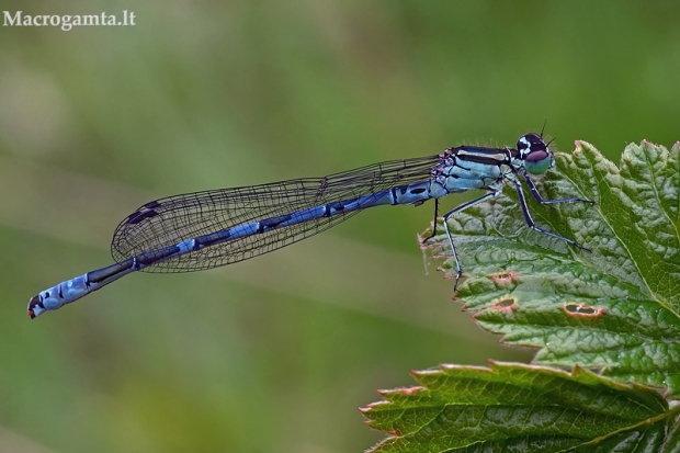 Ietinė strėliukė - Coenagrion hastulatum  | Fotografijos autorius : Gintautas Steiblys | © Macrogamta.lt | Šis tinklapis priklauso bendruomenei kuri domisi makro fotografija ir fotografuoja gyvąjį makro pasaulį.