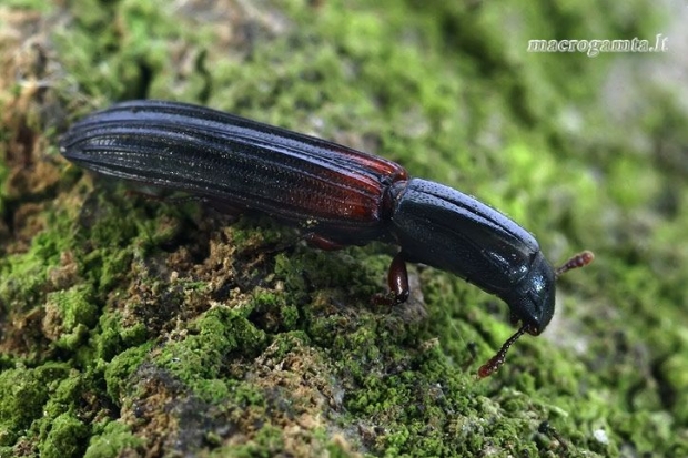 Ąžuolinis siauravabalis - Colydium filiforme  | Fotografijos autorius : Gintautas Steiblys | © Macrogamta.lt | Šis tinklapis priklauso bendruomenei kuri domisi makro fotografija ir fotografuoja gyvąjį makro pasaulį.