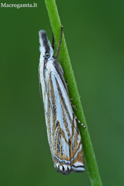 Pievinis žolinukas - Crambus lathoniellus  | Fotografijos autorius : Gintautas Steiblys | © Macrogamta.lt | Šis tinklapis priklauso bendruomenei kuri domisi makro fotografija ir fotografuoja gyvąjį makro pasaulį.