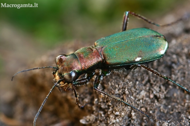 Vokiškasis šoklys - Cylindera germanica  | Fotografijos autorius : Gintautas Steiblys | © Macrogamta.lt | Šis tinklapis priklauso bendruomenei kuri domisi makro fotografija ir fotografuoja gyvąjį makro pasaulį.