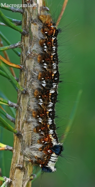 Pušinis verpikas - Dendrolimus pini, vikšras | Fotografijos autorius : Gintautas Steiblys | © Macrogamta.lt | Šis tinklapis priklauso bendruomenei kuri domisi makro fotografija ir fotografuoja gyvąjį makro pasaulį.