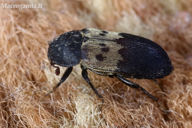 Paprastasis kailiavabalis - Dermestes lardarius | Fotografijos autorius : Gintautas Steiblys | © Macrogamta.lt | Šis tinklapis priklauso bendruomenei kuri domisi makro fotografija ir fotografuoja gyvąjį makro pasaulį.