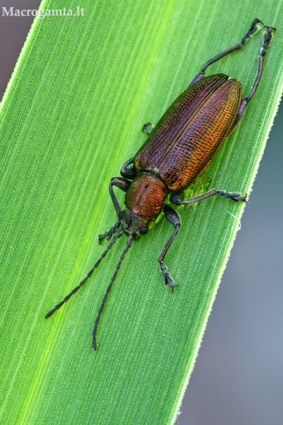 Monažolinė donacija - Donacia semicuprea  | Fotografijos autorius : Gintautas Steiblys | © Macrogamta.lt | Šis tinklapis priklauso bendruomenei kuri domisi makro fotografija ir fotografuoja gyvąjį makro pasaulį.