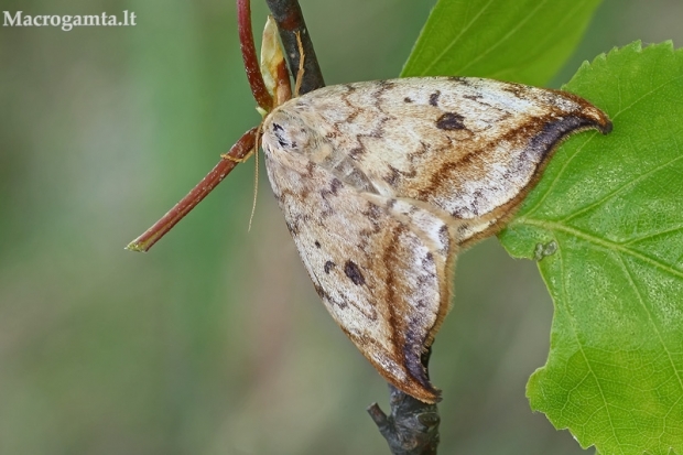 Juodataškis lenktasparnis - Drepana falcataria  | Fotografijos autorius : Gintautas Steiblys | © Macrogamta.lt | Šis tinklapis priklauso bendruomenei kuri domisi makro fotografija ir fotografuoja gyvąjį makro pasaulį.