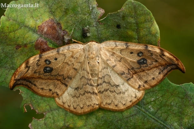 Juodataškis lenktasparnis - Drepana falcataria  | Fotografijos autorius : Gintautas Steiblys | © Macrogamta.lt | Šis tinklapis priklauso bendruomenei kuri domisi makro fotografija ir fotografuoja gyvąjį makro pasaulį.