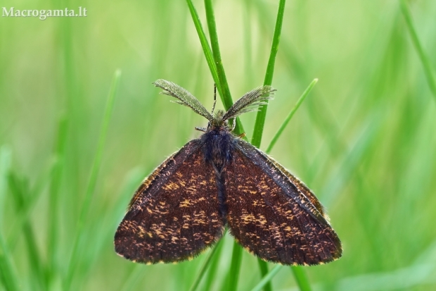 Rudasprindis - Ematurga atomaria | Fotografijos autorius : Gintautas Steiblys | © Macrogamta.lt | Šis tinklapis priklauso bendruomenei kuri domisi makro fotografija ir fotografuoja gyvąjį makro pasaulį.