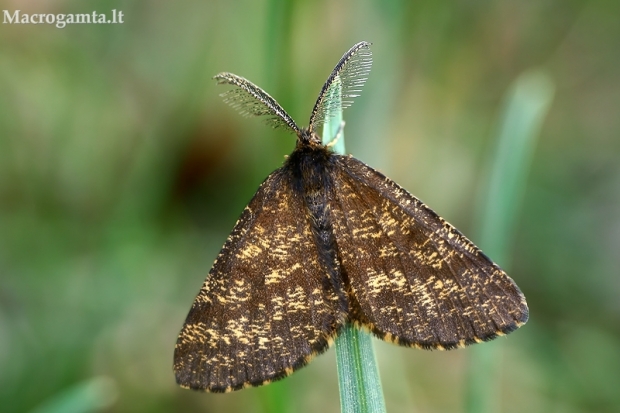 Rudasprindis - Ematurga atomaria | Fotografijos autorius : Gintautas Steiblys | © Macrogamta.lt | Šis tinklapis priklauso bendruomenei kuri domisi makro fotografija ir fotografuoja gyvąjį makro pasaulį.