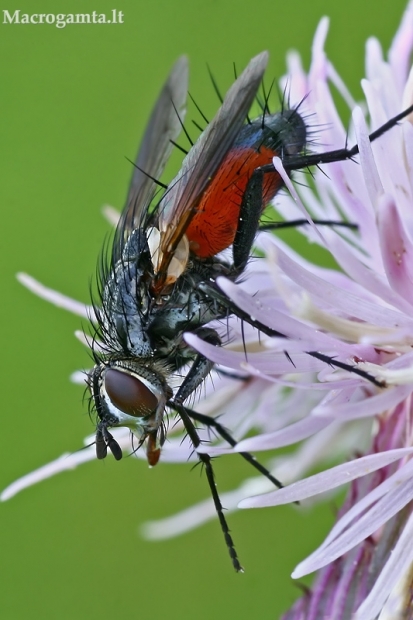 Dygliamusė - Eriothrix rufomaculatus | Fotografijos autorius : Gintautas Steiblys | © Macrogamta.lt | Šis tinklapis priklauso bendruomenei kuri domisi makro fotografija ir fotografuoja gyvąjį makro pasaulį.