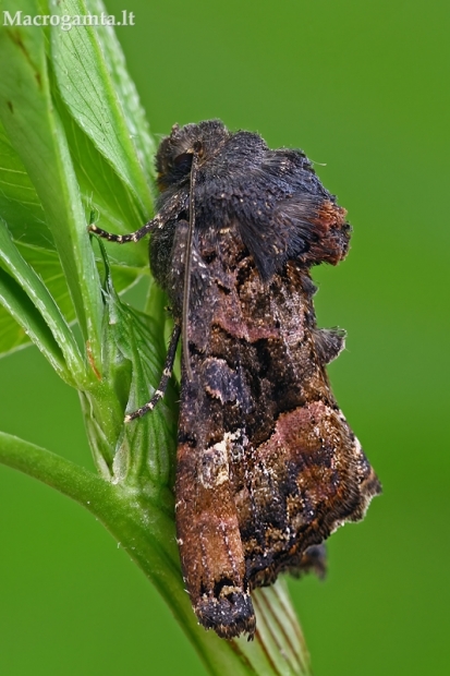 Avietinis pelėdgalvis - Euplexia lucipara | Fotografijos autorius : Gintautas Steiblys | © Macrogamta.lt | Šis tinklapis priklauso bendruomenei kuri domisi makro fotografija ir fotografuoja gyvąjį makro pasaulį.