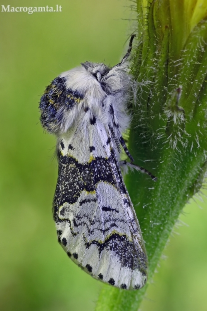 Beržinis dviuodegis - Furcula bicuspis | Fotografijos autorius : Gintautas Steiblys | © Macrogamta.lt | Šis tinklapis priklauso bendruomenei kuri domisi makro fotografija ir fotografuoja gyvąjį makro pasaulį.