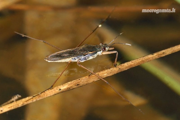 Kūdrinis čiuožikas - Gerris lacustris | Fotografijos autorius : Gintautas Steiblys | © Macrogamta.lt | Šis tinklapis priklauso bendruomenei kuri domisi makro fotografija ir fotografuoja gyvąjį makro pasaulį.