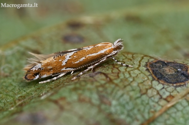 Liepinė keršoji kandelė - Phyllonorycter issikii, vasarinė forma | Fotografijos autorius : Gintautas Steiblys | © Macrogamta.lt | Šis tinklapis priklauso bendruomenei kuri domisi makro fotografija ir fotografuoja gyvąjį makro pasaulį.