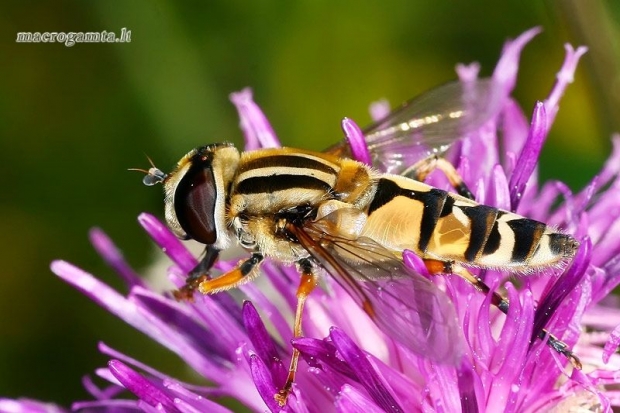 Žiedmusė - Helophilus trivittatus ♀  | Fotografijos autorius : Gintautas Steiblys | © Macrogamta.lt | Šis tinklapis priklauso bendruomenei kuri domisi makro fotografija ir fotografuoja gyvąjį makro pasaulį.
