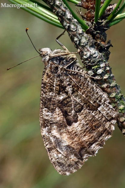 Pušyninis satyras - Hipparchia semele  | Fotografijos autorius : Gintautas Steiblys | © Macrogamta.lt | Šis tinklapis priklauso bendruomenei kuri domisi makro fotografija ir fotografuoja gyvąjį makro pasaulį.