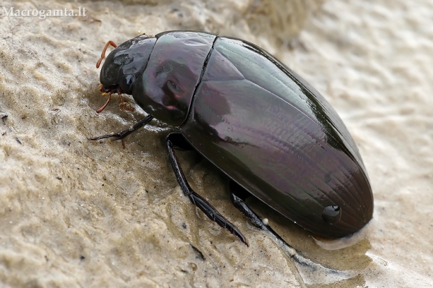 Degutvabalis - Hydrophilus aterrimus | Fotografijos autorius : Gintautas Steiblys | © Macrogamta.lt | Šis tinklapis priklauso bendruomenei kuri domisi makro fotografija ir fotografuoja gyvąjį makro pasaulį.