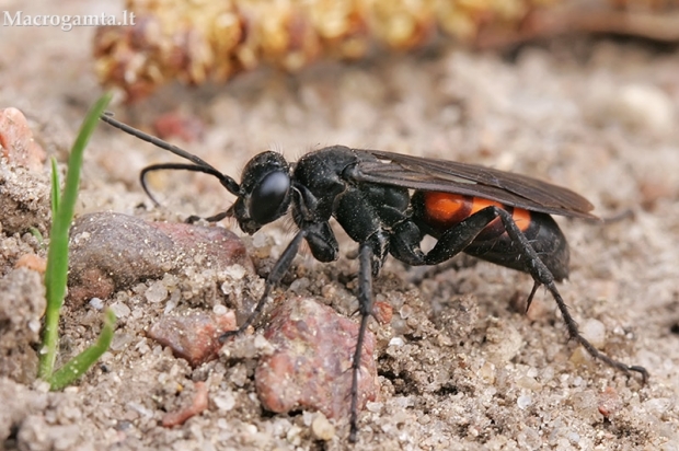 Voravapsvė - Anoplius viaticus | Fotografijos autorius : Gintautas Steiblys | © Macrogamta.lt | Šis tinklapis priklauso bendruomenei kuri domisi makro fotografija ir fotografuoja gyvąjį makro pasaulį.