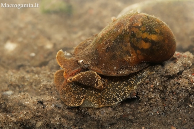 Žolinė maurinukė - Radix balthica | Fotografijos autorius : Gintautas Steiblys | © Macrogamta.lt | Šis tinklapis priklauso bendruomenei kuri domisi makro fotografija ir fotografuoja gyvąjį makro pasaulį.