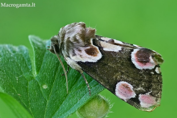 Rožinis pūkanugaris - Thyatira batis | Fotografijos autorius : Gintautas Steiblys | © Macrogamta.lt | Šis tinklapis priklauso bendruomenei kuri domisi makro fotografija ir fotografuoja gyvąjį makro pasaulį.