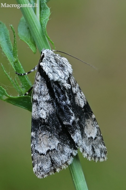 Alksninis strėlinukas - Acronicta alni | Fotografijos autorius : Gintautas Steiblys | © Macrogamta.lt | Šis tinklapis priklauso bendruomenei kuri domisi makro fotografija ir fotografuoja gyvąjį makro pasaulį.