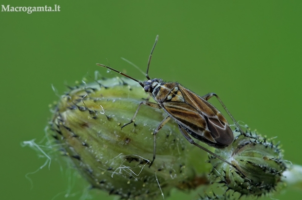 Gelsvadryžė žolblakė - Hoplomachus thunbergii | Fotografijos autorius : Gintautas Steiblys | © Macrogamta.lt | Šis tinklapis priklauso bendruomenei kuri domisi makro fotografija ir fotografuoja gyvąjį makro pasaulį.