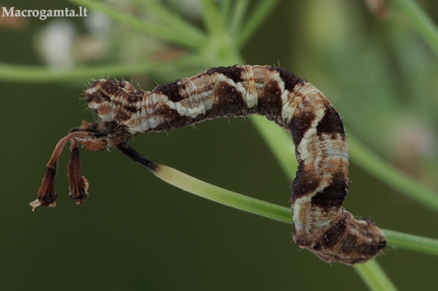 Gudobelinis sprindytis - Eupithecia virgaureata, vikšras | Fotografijos autorius : Gintautas Steiblys | © Macrogamta.lt | Šis tinklapis priklauso bendruomenei kuri domisi makro fotografija ir fotografuoja gyvąjį makro pasaulį.