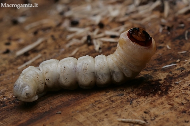 Mažasis ožiaragis - Monochamus sutor, lerva | Fotografijos autorius : Gintautas Steiblys | © Macrogamta.lt | Šis tinklapis priklauso bendruomenei kuri domisi makro fotografija ir fotografuoja gyvąjį makro pasaulį.