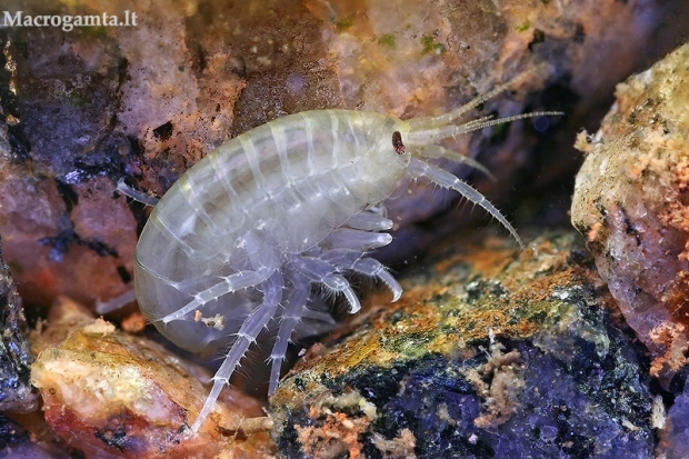 Kietašarvė šoniplauka - Pontogammarus robustoides  | Fotografijos autorius : Gintautas Steiblys | © Macrogamta.lt | Šis tinklapis priklauso bendruomenei kuri domisi makro fotografija ir fotografuoja gyvąjį makro pasaulį.