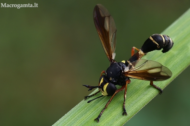 Lenktapilvė musė - Physocephala rufipes  | Fotografijos autorius : Gintautas Steiblys | © Macrogamta.lt | Šis tinklapis priklauso bendruomenei kuri domisi makro fotografija ir fotografuoja gyvąjį makro pasaulį.