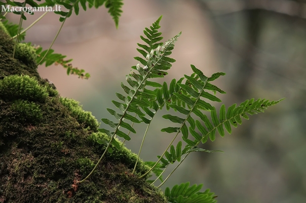 Paprastoji šertvė - Polypodium vulgare | Fotografijos autorius : Gintautas Steiblys | © Macrogamta.lt | Šis tinklapis priklauso bendruomenei kuri domisi makro fotografija ir fotografuoja gyvąjį makro pasaulį.