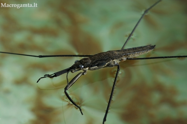 Pilkasis čiuožikas - Aquarius najas | Fotografijos autorius : Gintautas Steiblys | © Macrogamta.lt | Šis tinklapis priklauso bendruomenei kuri domisi makro fotografija ir fotografuoja gyvąjį makro pasaulį.