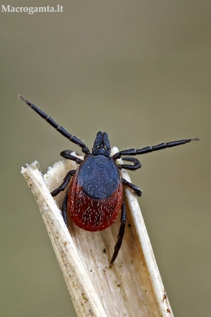 Miškinė erkė - Ixodes ricinus | Fotografijos autorius : Gintautas Steiblys | © Macrogamta.lt | Šis tinklapis priklauso bendruomenei kuri domisi makro fotografija ir fotografuoja gyvąjį makro pasaulį.